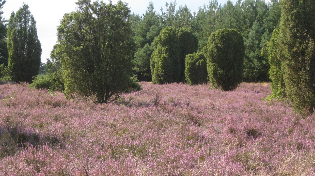 Landhotel Heiner Meyer Wahrenholz Exteriör bild